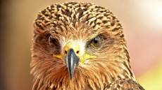 Schwarzmilan (14).jpg